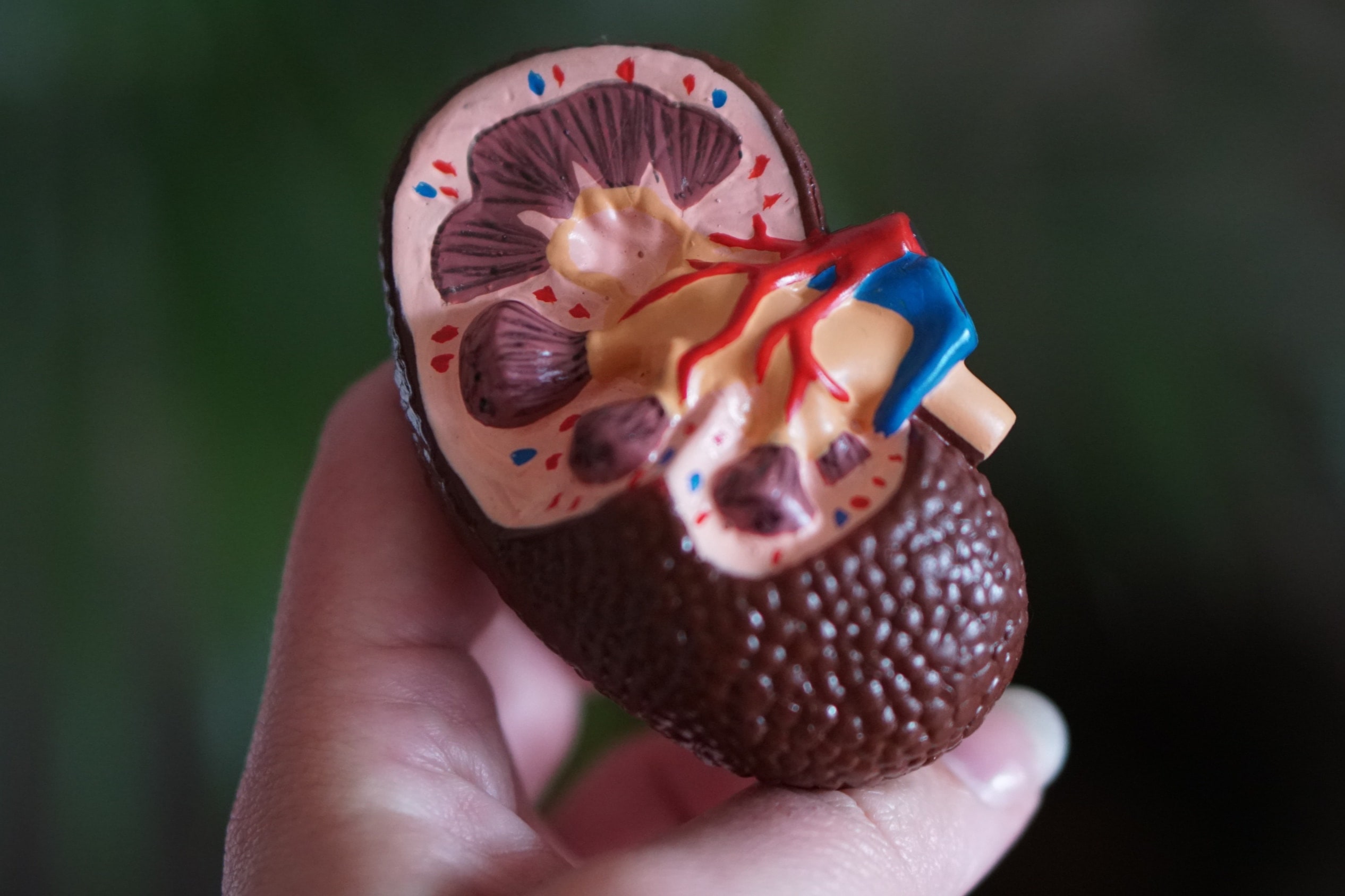 Preserving Kidney Health: Understanding Normal Function, Tackling the Crisis of Undiagnosed Chronic Kidney Disease with Cystatin C Testing